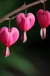 Three bleeding hearts on a branch Three bleeding hearts on a branch