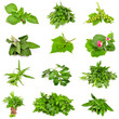 Collection of fresh herbs