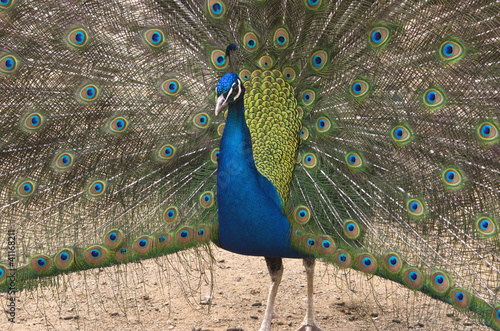 Photo: Portrait of beautiful peacock with feathers out Portrait of beautiful peacock with feathers out