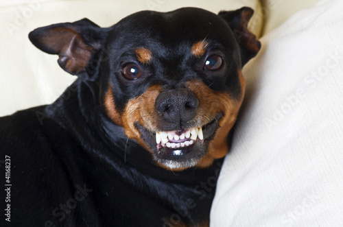 Photo: pincher dog pincher dog