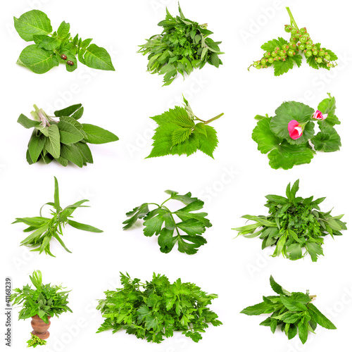 Photo: Collection of fresh herbs Collection of fresh herbs
