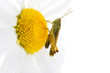 Foto: Green grasshopper on a chamomile Green grasshopper on a chamomile