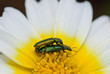 Insecto apareados sobre margarita