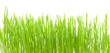 Green grass.