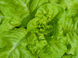 Kopfsalat - Lactuca sativa