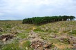 Deforestation of palm tree plantation