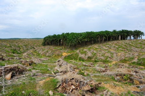 Photo: Deforestation of palm tree plantation Deforestation of palm tree plantation