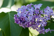 Photo: lilac lilac