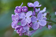 Photo: lilac lilac