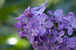 Photo: lilac lilac