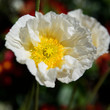Romneya Coulteri, white Papaver 02