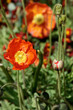 Poppy 01