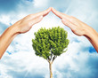 arbre_protection_mains_toit_vie arbre_protection_mains_toit_vie
