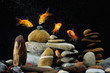 goldfish in aquarium  zen stone and nice bubbles