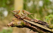 Robin redbreast feeding her fledgling