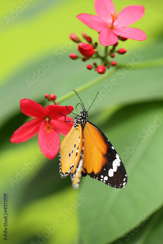 Photo: Beautiful butterfly Beautiful butterfly