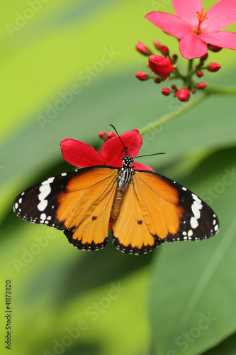 Photo: Beautiful butterfly Beautiful butterfly