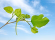 Chameleon on branch