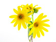 Yellow flowers Yellow flowers