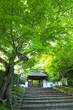 新緑の安楽寺