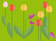 Tulipes multicolores tulipa Tulipes multicolores tulipa