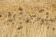 Reed stalks in the swamp