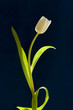 Tulip on a dark background