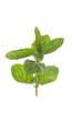 Twig of mint
