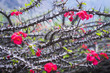 Photo: Red flowers on bush Red flowers on bush