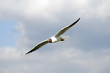 A seagull, soaring in the blue sky
