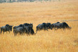 Wildebeest antelopes in the savannah