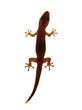Gecko on white