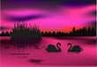 swan family in forest lake swan family in forest lake