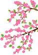 background with cherry blossom