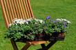 Gartenblumen Gartenblumen