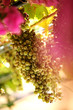 Weintrauben im Sommer
