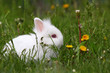 cute white dwarf bunny cute white dwarf bunny