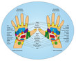 Handreflexzonen