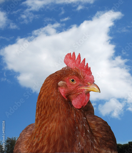 Photo: hen with sky background hen with sky background