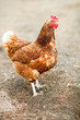 Closeup of a hen in a farmyard (Gallus gallus domesticus) Closeup of a hen in a farmyard (Gallus gallus domesticus)