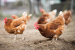Closeup of a hen in a farmyard (Gallus gallus domesticus)