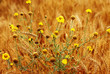 Yellow daisy against a background of yellow wheat field Yellow daisy against a background of yellow wheat field