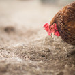 Closeup of a hen in a farmyard (Gallus gallus domesticus) Closeup of a hen in a farmyard (Gallus gallus domesticus)