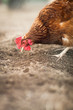 Closeup of a hen in a farmyard (Gallus gallus domesticus) Closeup of a hen in a farmyard (Gallus gallus domesticus)