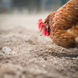 Closeup of a hen in a farmyard (Gallus gallus domesticus) Closeup of a hen in a farmyard (Gallus gallus domesticus)