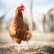 Closeup of a hen in a farmyard (Gallus gallus domesticus) Closeup of a hen in a farmyard (Gallus gallus domesticus)