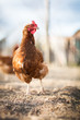 Closeup of a hen in a farmyard (Gallus gallus domesticus)