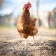 Closeup of a hen in a farmyard (Gallus gallus domesticus)