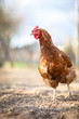 Closeup of a hen in a farmyard (Gallus gallus domesticus) Closeup of a hen in a farmyard (Gallus gallus domesticus)