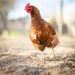 Closeup of a hen in a farmyard (Gallus gallus domesticus) Closeup of a hen in a farmyard (Gallus gallus domesticus)